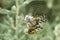 Banded Garden Spider - Argiope trifasciata