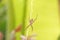 Banded Garden spider with web