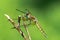 Banded groundling dragonfly Brachythemis leucosticta resting on a branch twig, Entebbe, Uganda