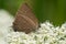 Banded Hairstreak - Satyrium calanus