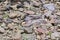 Banded Hematite Jasper and other  Rocks laying on river bed  India