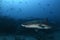 Banded Hound Shark Swimming Alone in Japan