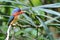 Banded Kingfisher