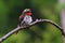 Banded Kingfisher birds