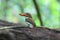 Banded kingfisher & x28;lacedo pulchella& x29;.