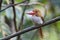 Banded kingfisher male feed her chicks.