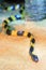 Banded Krait (Bungarus fasciatus)