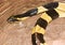 Banded krait or Bungarus fasciatus snake on the floor