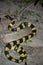 Banded krait snake specie Bungarus fasciatus in Nepal