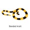 Banded krayt snake color flat icon