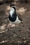 The banded lapwing is black, white and brown bird