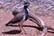 Banded Lapwing on the ground