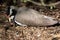 the banded lapwing is resting on the ground