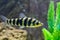 A banded Leporinus against a background of bogwood and plants