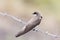 Banded Martin