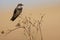 Banded martin sitting on a dry branch and calling its mate