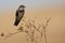 Banded martin sitting on a dry branch and calling its mate