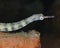 Banded Messmate Pipefish