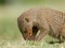 Banded mongoose