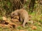 Banded mongoose