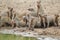 Banded Mongoose - African Wildlife Background - Banded Brothers
