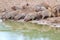 Banded Mongoose - African Wildlife Background - Pleasure of Water