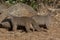 Banded Mongoose - Botswana