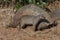 Banded Mongoose - Chobe National Park - Botswana