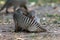 Banded mongoose - Couple during hygiene