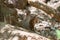 Banded Mongoose family laying down looking at the camera