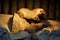 Banded mongoose family on a rock