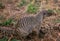 Banded mongoose at the Maasai Mara Triangle National Game Reserve Park And Conservation Areas Exploring Africa Safari Adventure Wi