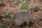 Banded mongoose at the Maasai Mara Triangle National Game Reserve Park And Conservation Areas Exploring Africa Safari Adventure Wi