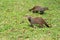 Banded Mongoose (Mungos mungo