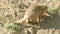 Banded Mongoose (Mungos Mungo)