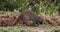 Banded Mongoose, mungos mungo, Adult looking for Food, Masai Mara Park in Kenya,