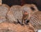 Banded mongoose portrait, Mungos mungo