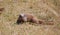 Banded Mongoose in South Luangwa National Park, Zambia