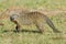 Banded Mongoose Walking Across Savanna