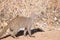 Banded mongoose walking in dry veld