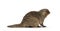 Banded Mongoose on white background