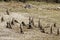 Banded Mongooses in a group