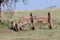 Banded Mongooses On Lookout