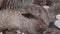 Banded mongooses portrait closeup