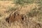 Banded mongooses in the Serengeti