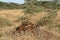 Banded mongooses in the Serengeti