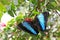 Banded Morpho Butterfly