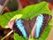 Banded Morpho butterfly on green leaf