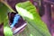 Banded Morpho butterfly on green leaf, Florida