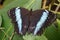 Banded Morpho - Morpho achilles